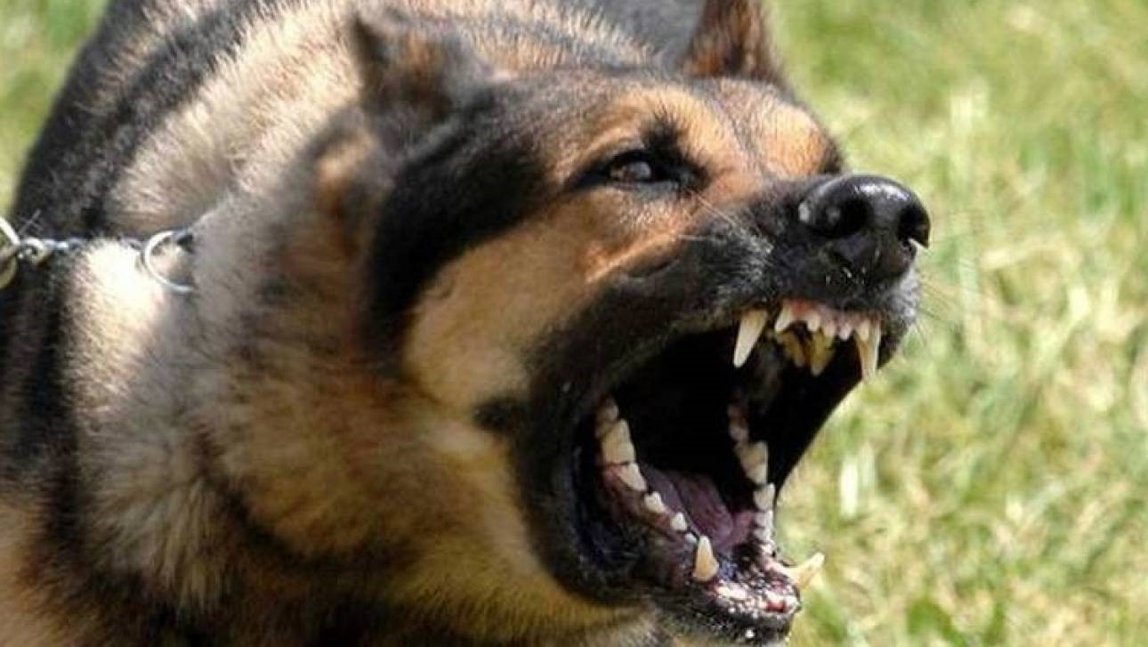 Θεσσαλονίκη: Σκύλος δάγκωσε στο μάγουλο 4χρονη