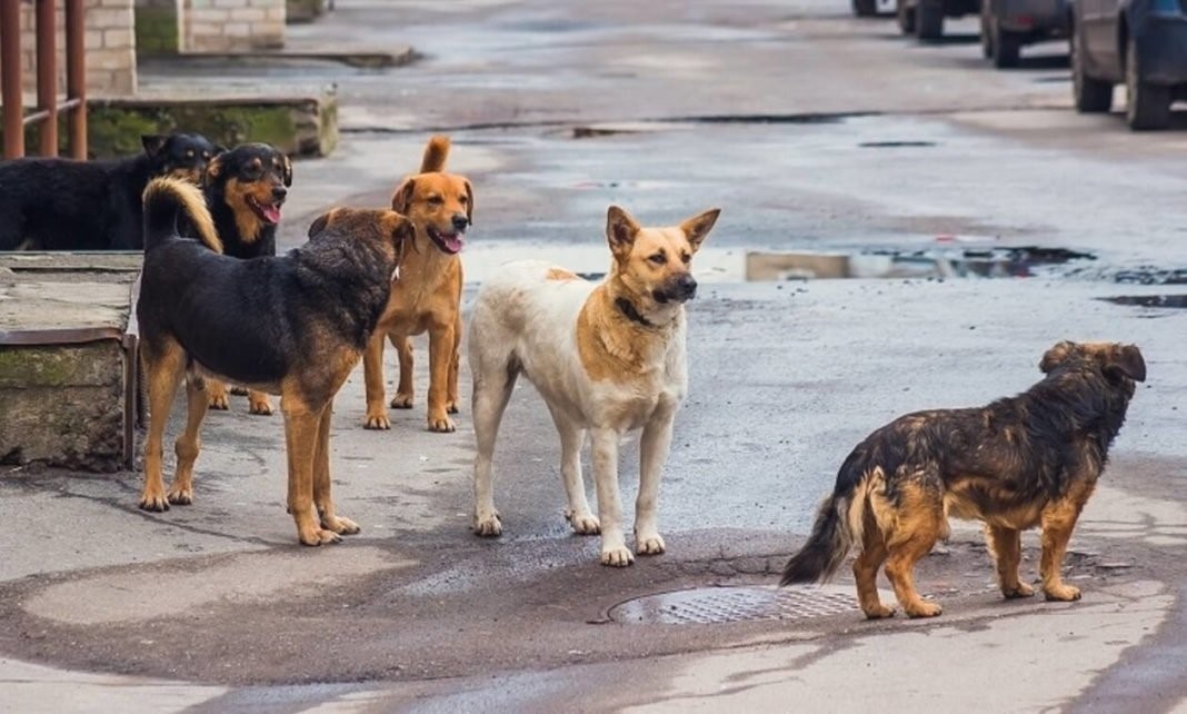 Έριχναν φόλες εν μέσω πανδημίας