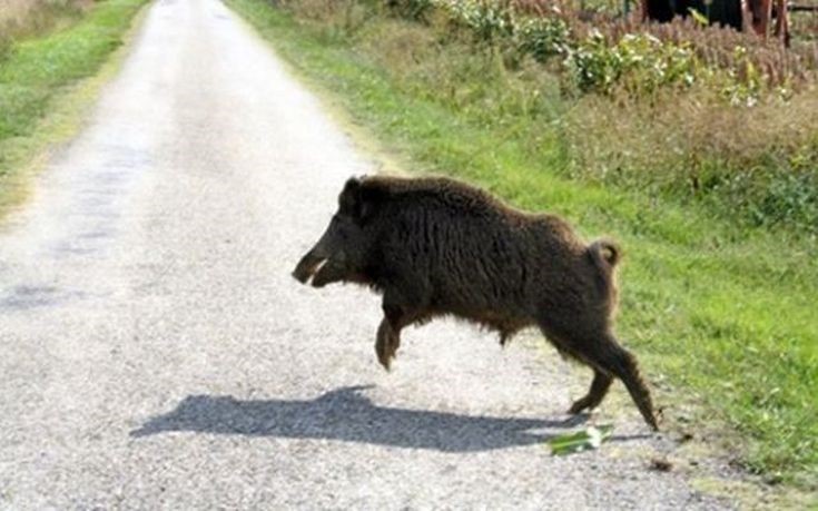 Σύγκρουση δικύκλου με αγριογούρουνο, τραυματίστηκε ο οδηγός