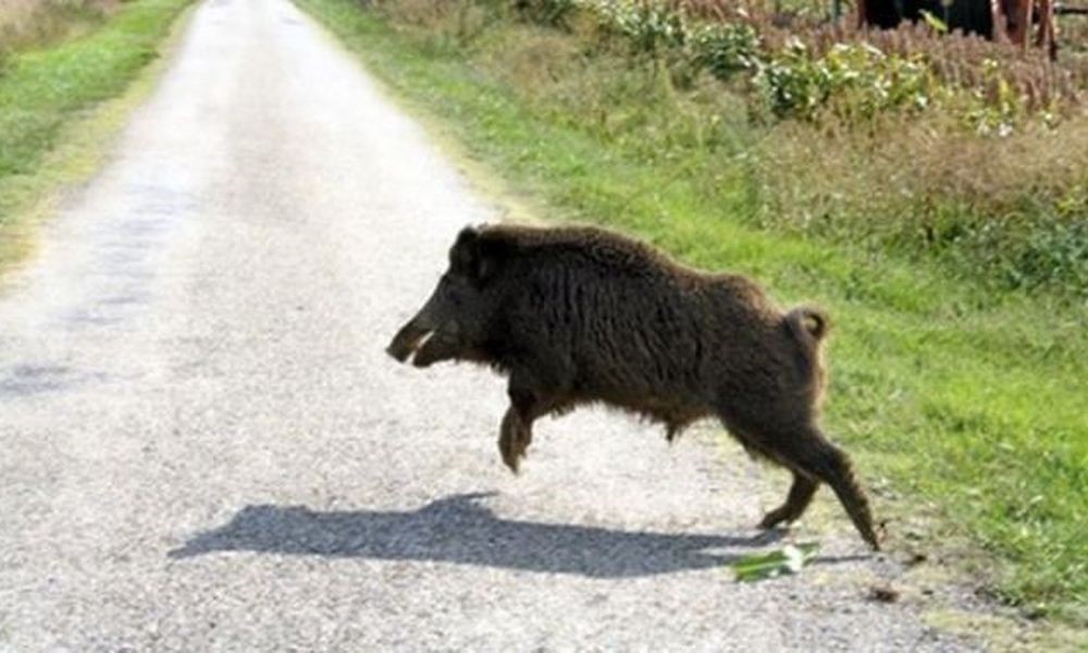 Aγριογούρουνο τραυμάτισε σοβαρά κυνηγό
