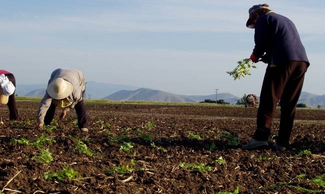 Παραγωγοί κινδυνεύουν να χάσουν το αγροτικό τιμολόγιο