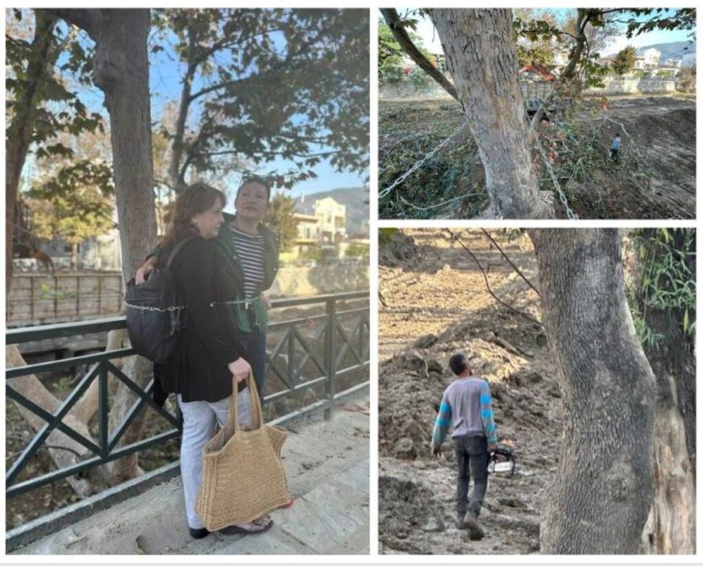 Αλυσοδέθηκαν στα δένδρα για να εμποδίσουν την κοπή τους