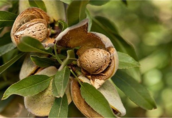 Απώλειες για τους αμυγδαλοπαραγωγούς 