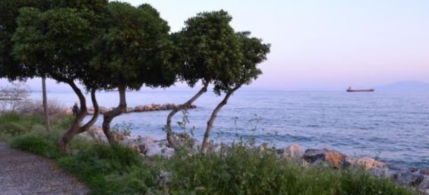 Σκύλος βρέθηκε νεκρός στη θάλασσα δεμένος με πέτρα