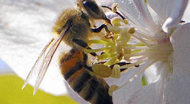 Mελισσοκομικά είδη Apifonda – Η σωστή τροφή για το μελίσσι σας