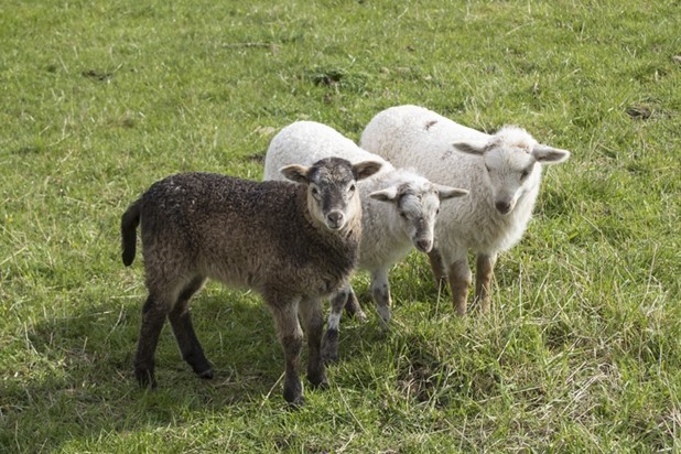 Αιτήματα για ζωοτροφές σε κτηνοτρόφους 