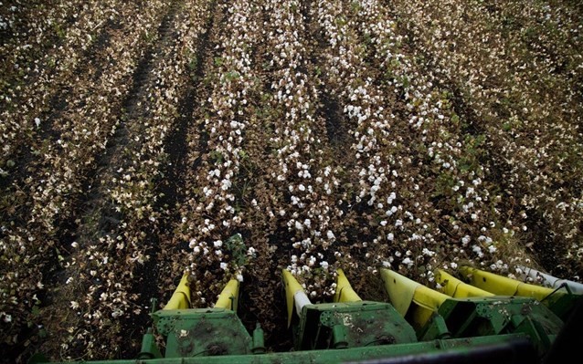 "Δεν αποδεχόμαστε την τιμή του βαμβακιού"