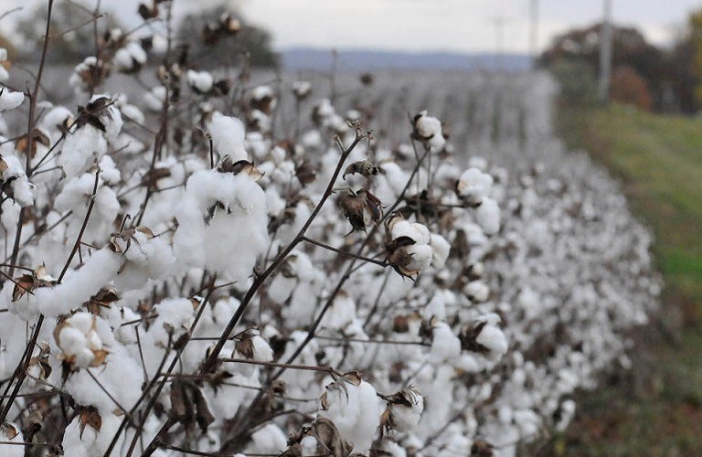 Mικρή μείωση της παραγωγής βαμβακιού στα Τρίκαλα 