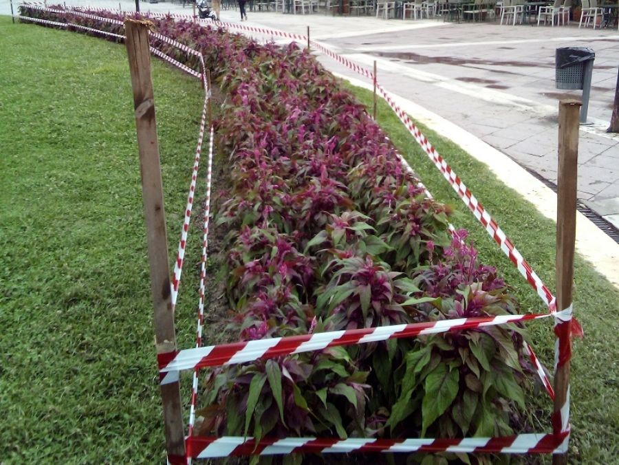 Εκατοντάδες Σελόζιες φυτεύτηκαν στην πλατεία Πλαστήρα