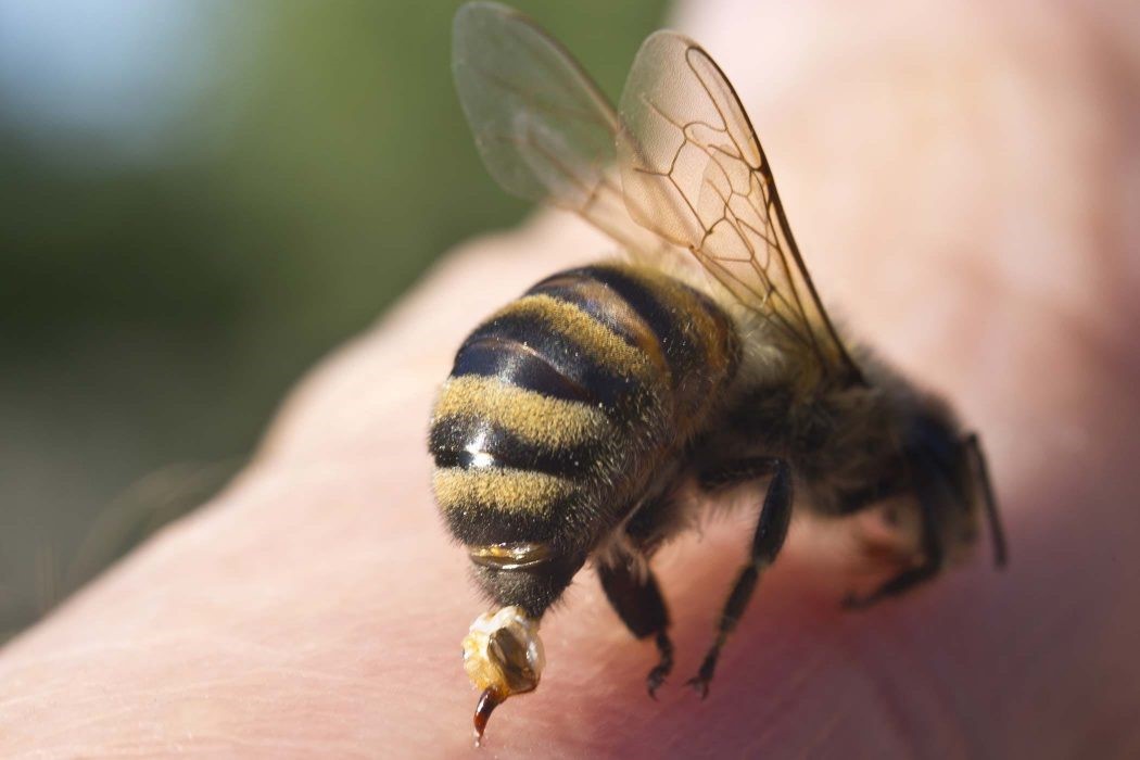 Κινδύνεψε 55χρονος από τσίμπημα μέλισσας