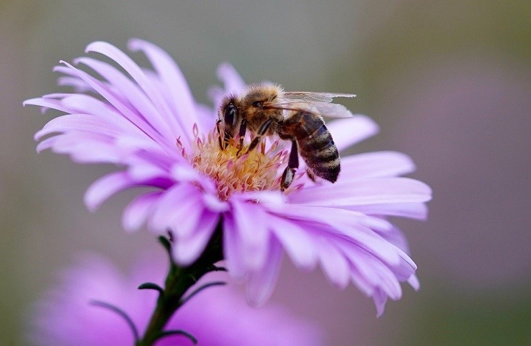"Σώστε τις μέλισσες και τους αγρότες"