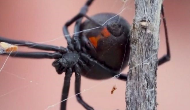 Αίγιο: Αράχνη "Μαύρη χήρα" τσίμπησε 36χρονο 