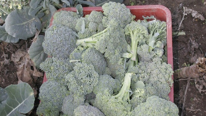 Μπρόκολο και λάχανο περιορίζουν τις δερματικές παθήσεις