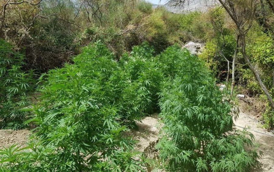 Εντοπίστηκαν φυτείες κάνναβης
