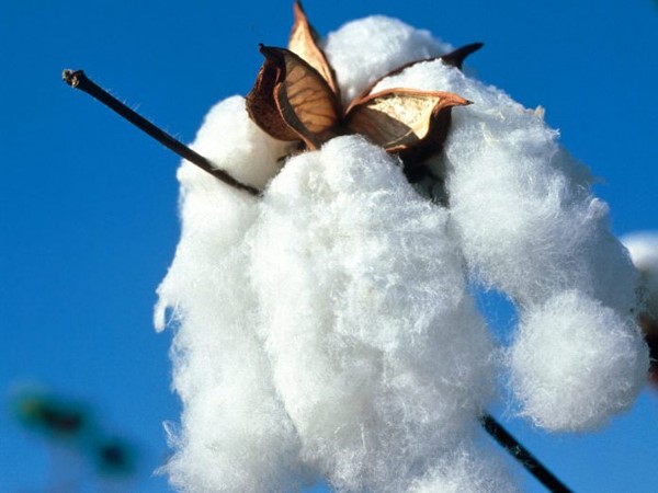 Οψιμη η βαμβακοκαλλιέργεια, που εμφανίζεται σκουλήκι