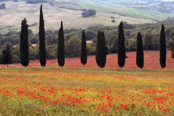 Προκαταρκτική για κοπή αιωνόβιων κυπαρισσιών