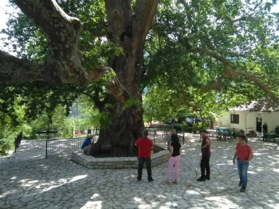 Προσβλήθηκε από μύκητα ο ιστορικός πλάτανος στο Λεοντίτο