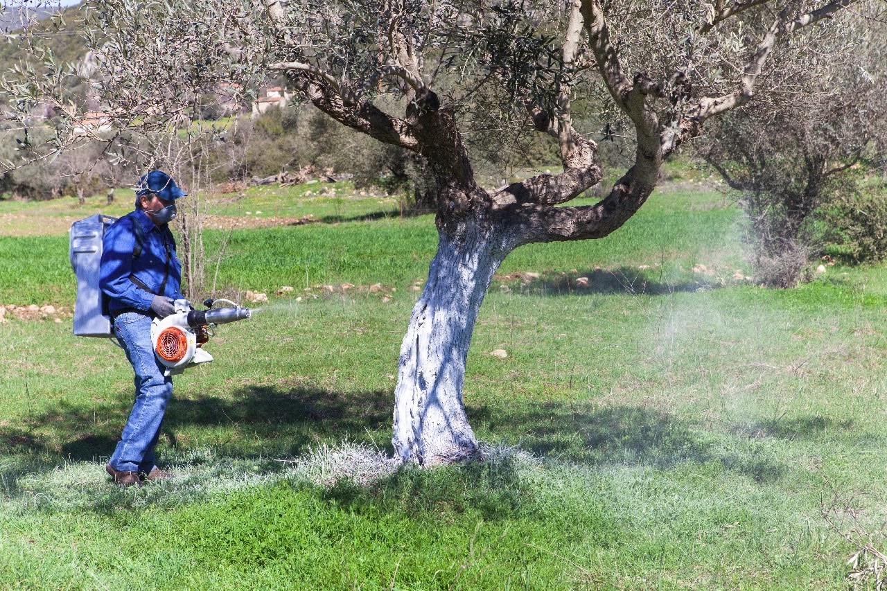 Στο τέλος του μήνα οι ψεκασμοί για τη δακοκτονία 