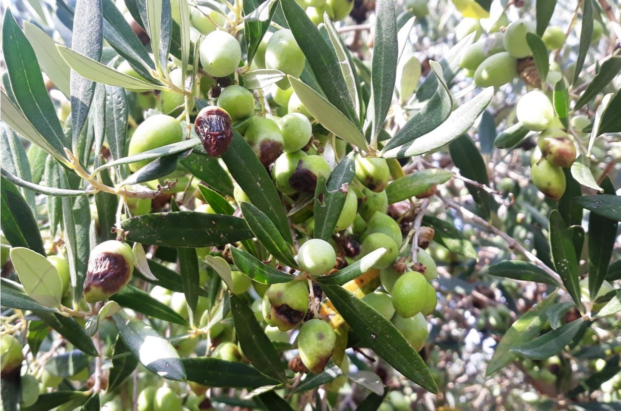 Δολωματικοί ψεκασμοί στους Δήμους Τεμπών και Τυρνάβου