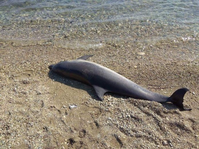 Νεκρό δελφίνι βρέθηκε στον Πτελεό