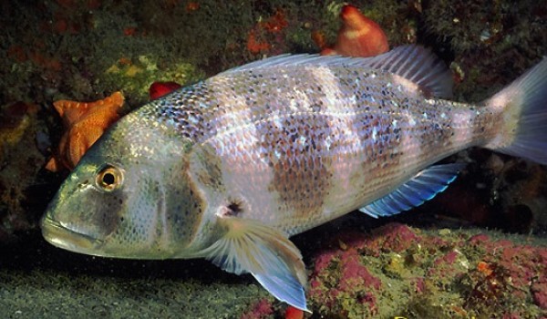 Αλιευτικός έλεγχος με κατάσχεση συναγρίδας