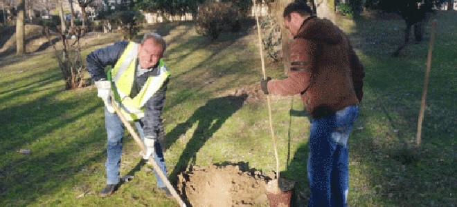 Δενδροφυτεύσεις σε Παυσίλυπο και Κεντρική Πλατεία