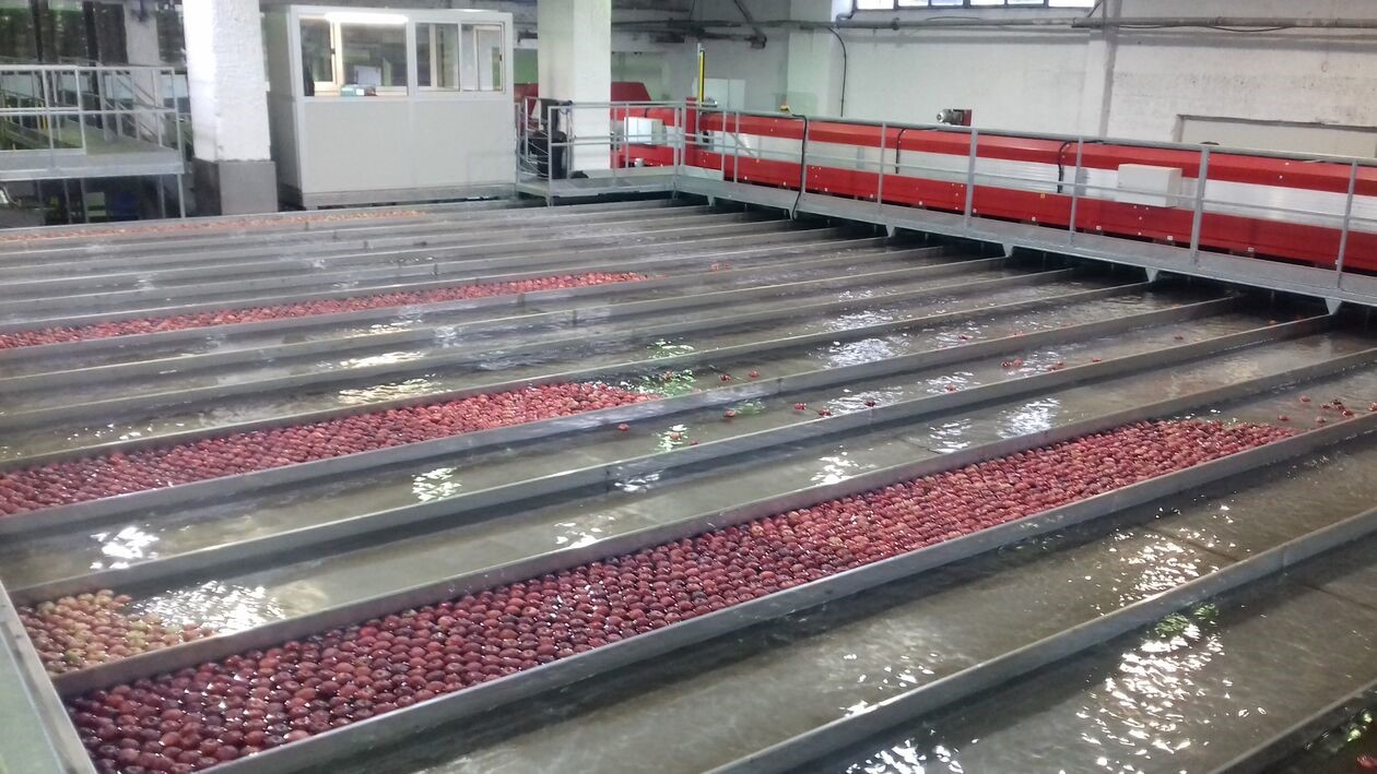 Τα μήλα "Ζαγορίν", θησαυρός του βορειανατολικού Πηλίου