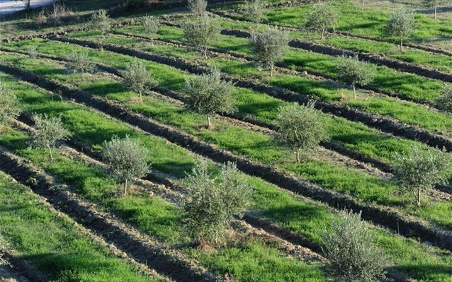 Πρόσληψη 940 εποχικών για δακοκτονίες