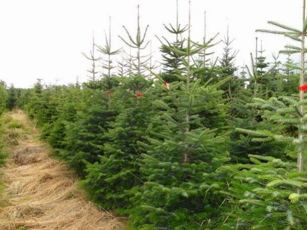 4.300 χριστουγεννιάτικα δένδρα θα κοπούν φέτος 