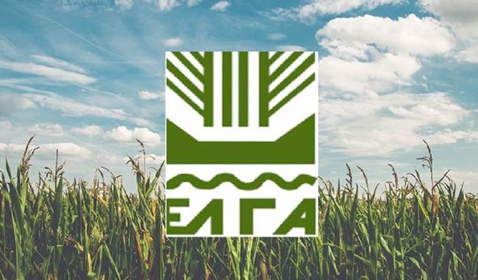 "Πάγωσαν" με τις εκτιμήσεις οι σιτοπαραγωγοί στη Χάλκη