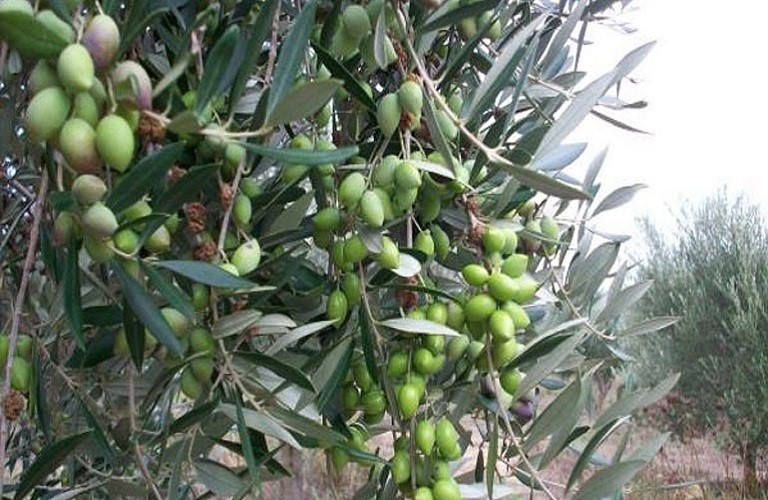 Βάζουν τσιπάκια GPS για προστασία από τις κλοπές