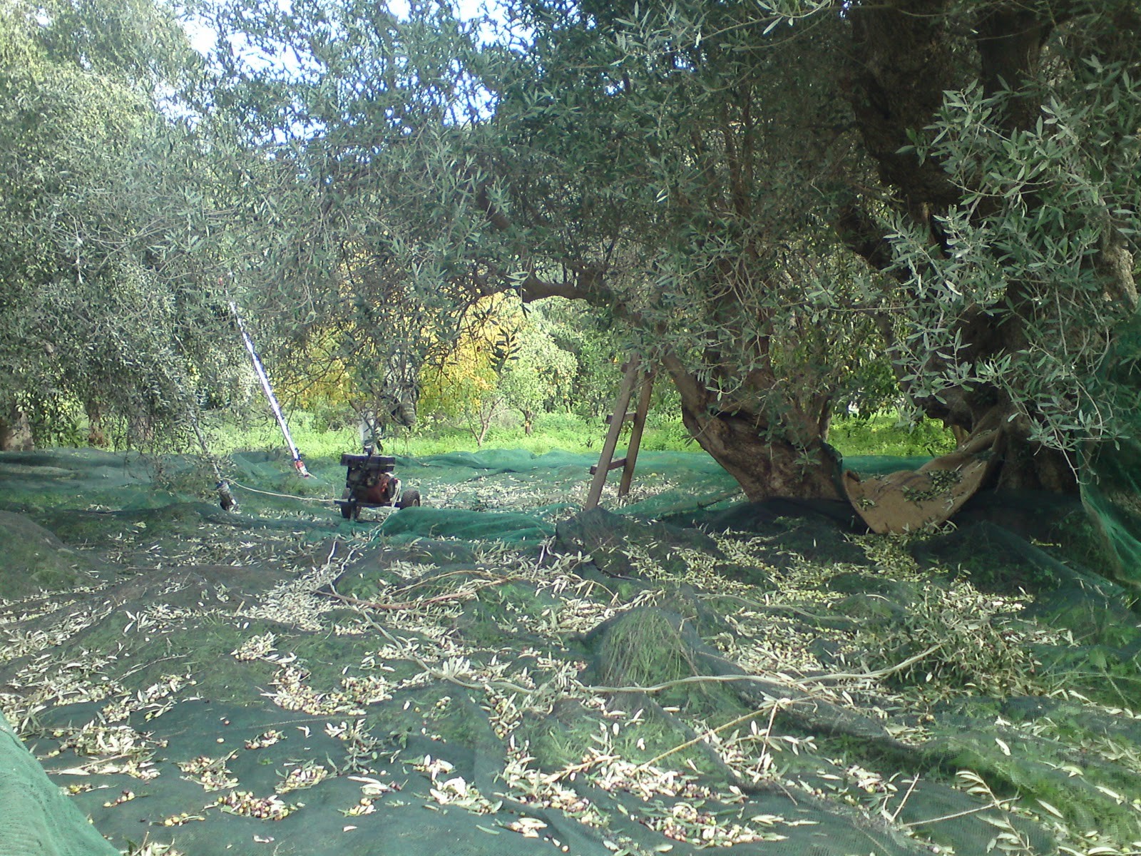 Ανακάμπτει το ελαιόλαδο στον Θεσσαλικό κάμπο