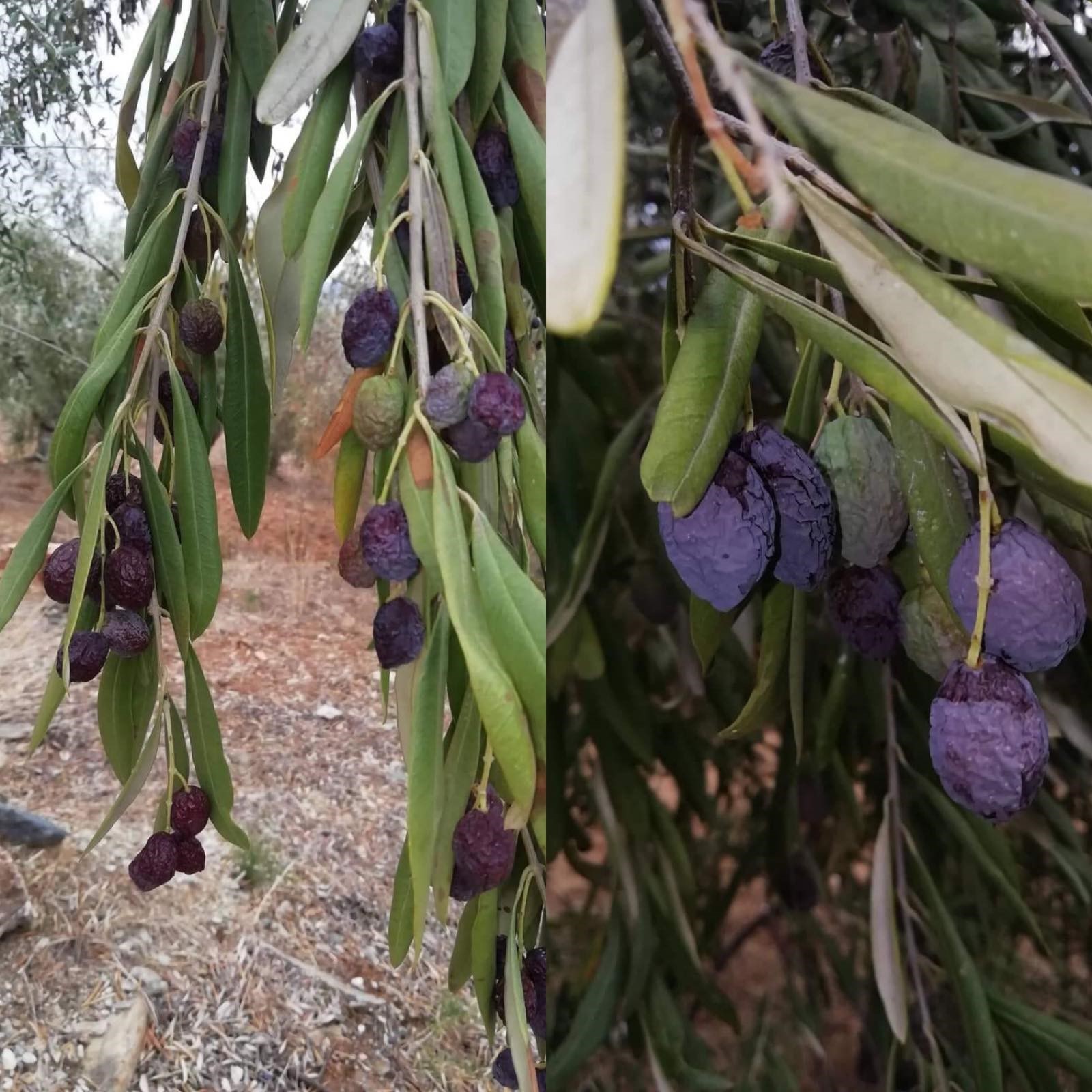 Καταστροφή ελαιοκάρπου από τις υψηλές θερμοκρασίες