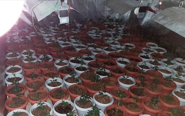 Στο φως φυτώριο υδροπονικής καλλιέργειας χασίς