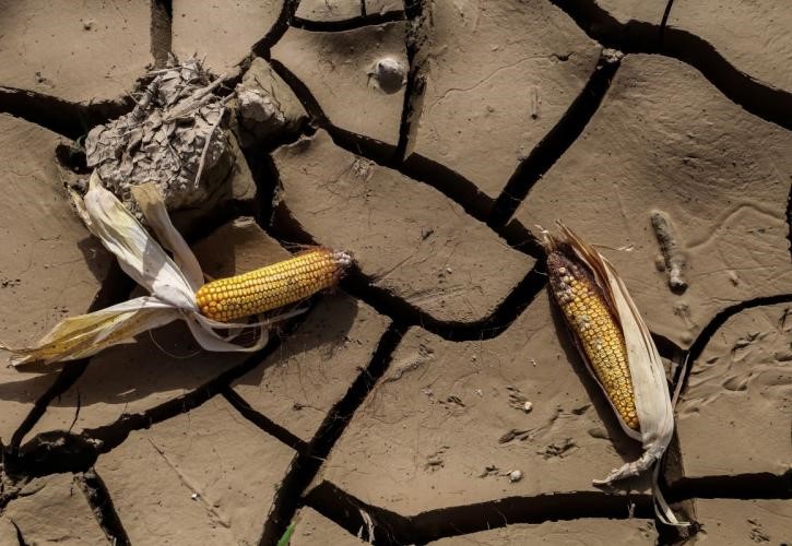 Το καλαμπόκι των χωραφιών γίνεται βιοαέριο και ρεύμα