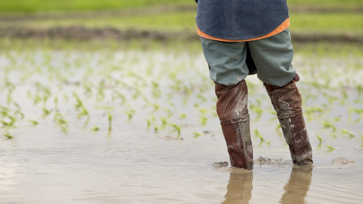 Σε ετοιμότητα οι υγειονομικές αρχές για λεπτοσπείρωση