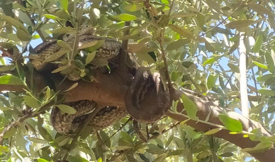 Αγρότης βρήκε δύο τεράστια φίδια σε ελαιοδέντρο