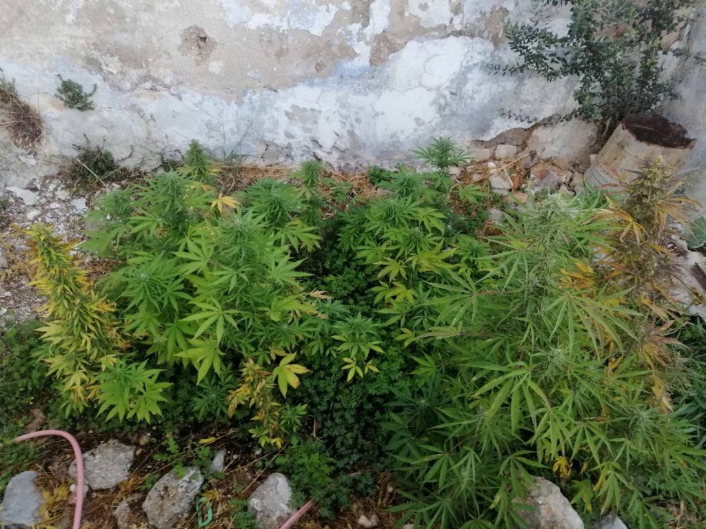 Ο σεισμός αποκάλυψε… χασισοφυτεία