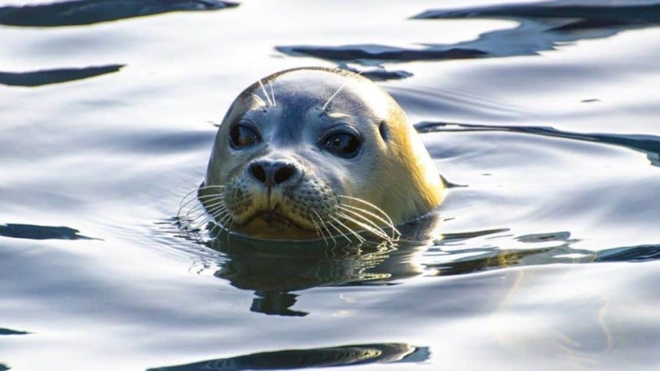 Σκότωσαν με καμάκι τη φώκια - μασκότ του νησιού