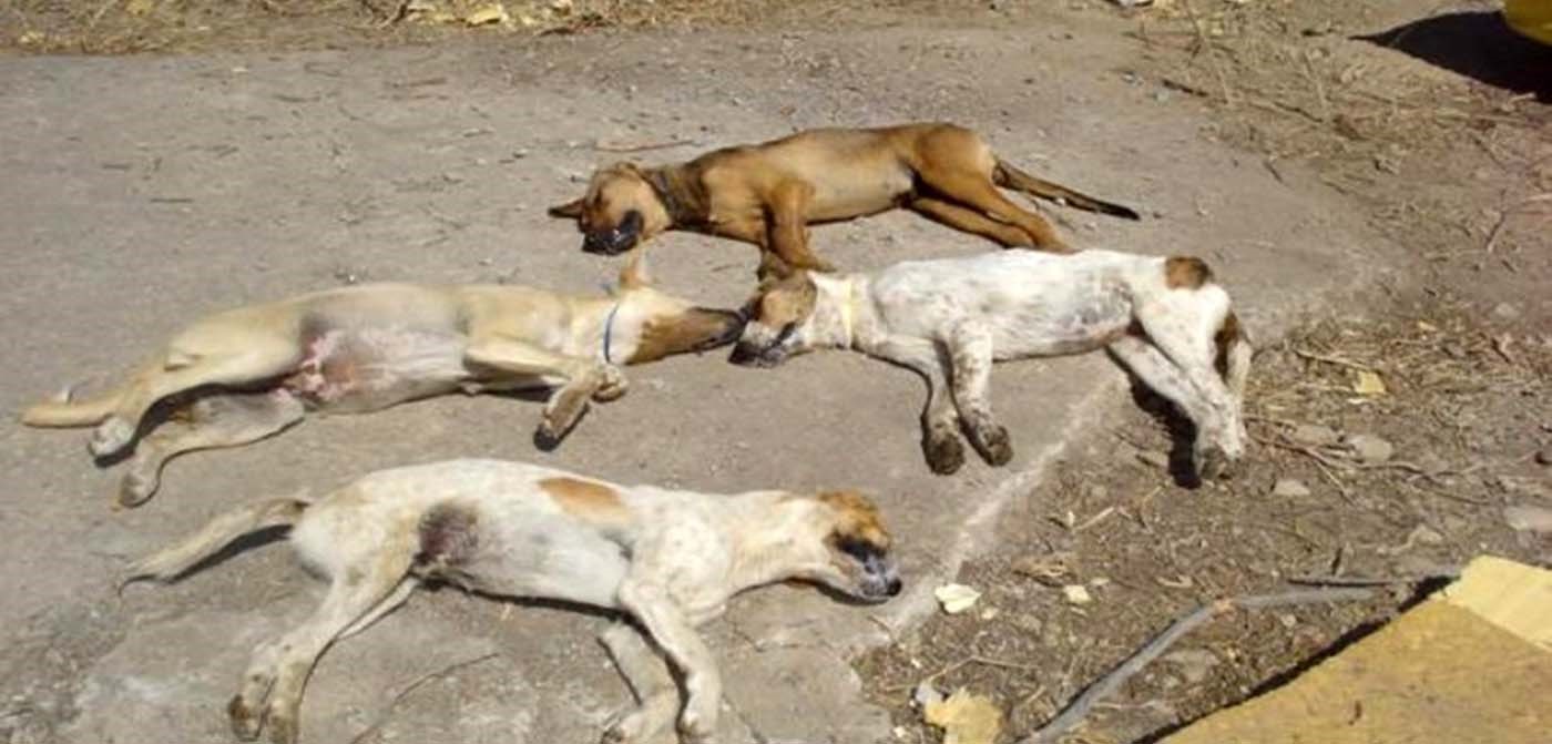 Σκόρπισαν φόλες σε αδέσποτα