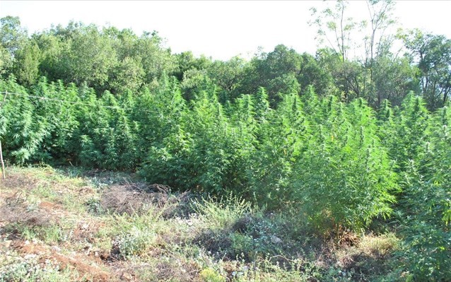 Εντοπίστηκε φυτεία με 1.600 δενδρύλλια κάνναβης