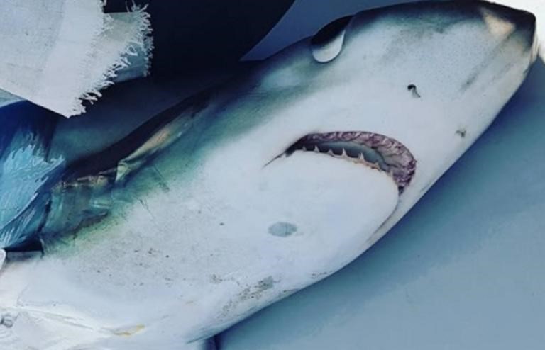 Γαλέος 280 κιλών στη Σκόπελο