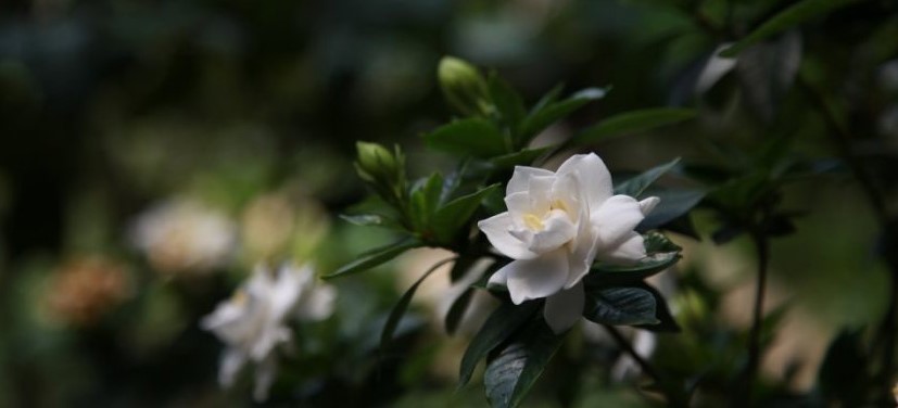 Στην Αγριά η δεύτερη μεγαλύτερη παραγωγή γαρδένιας