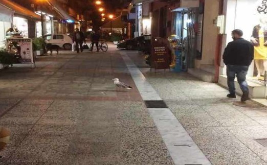 Γλάρος εγκλωβίστηκε σε φωταγωγό πολυκατοικίας