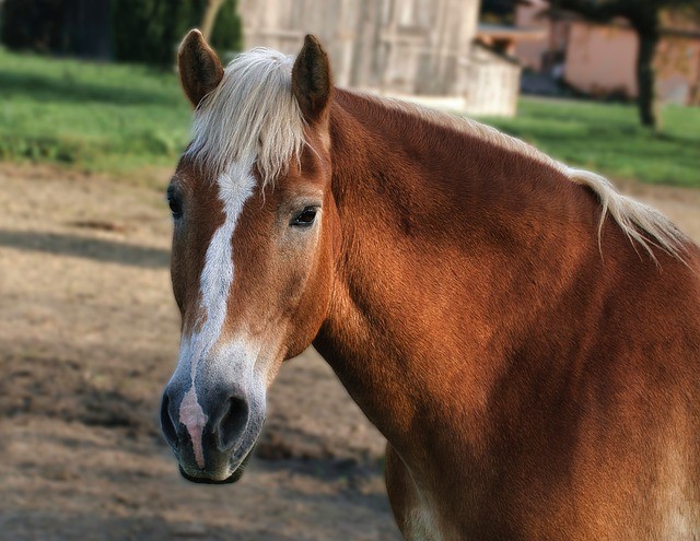 Απολογείται σήμερα ο 30χρονος για το πνιγμένο άλογο