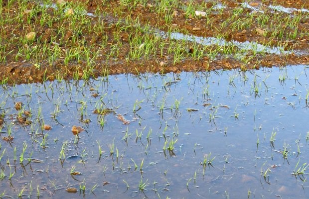 Τι απαντά ο ΕΛΓΑ για τις αποζημιώσεις