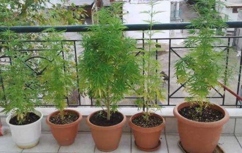 Είχε στην βεράντα του 106 γλάστρες με κάνναβη