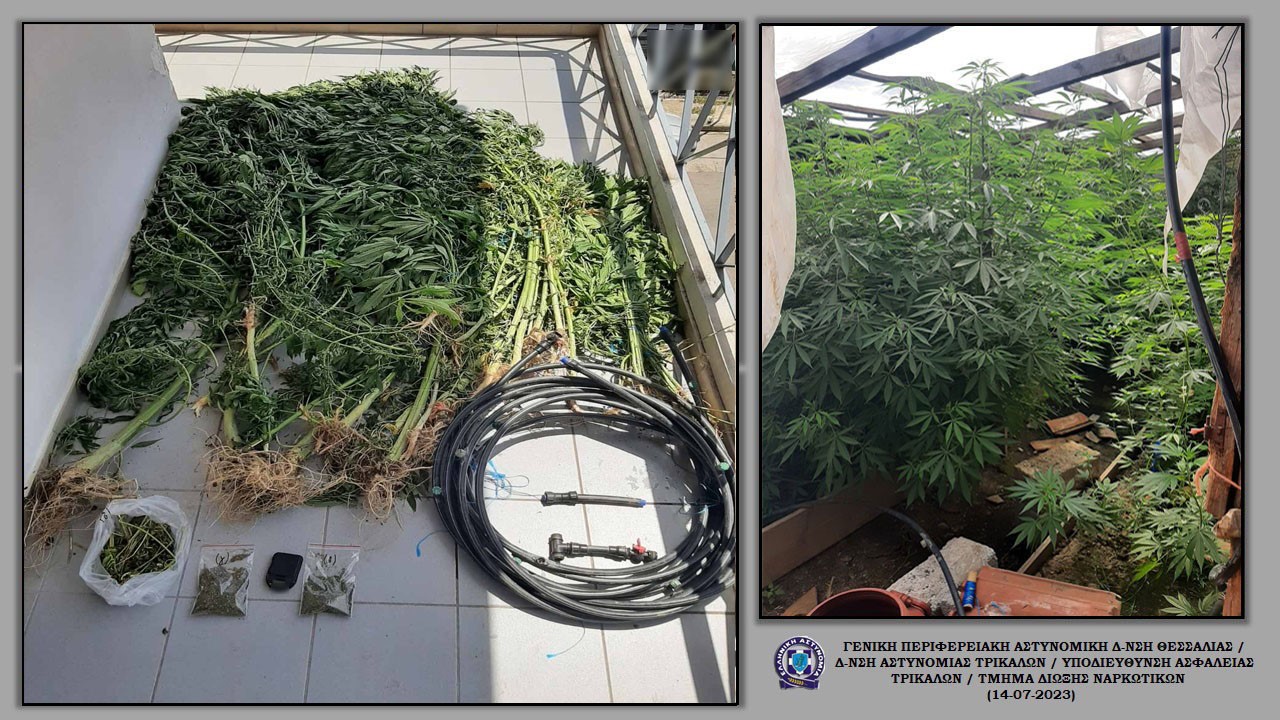 O αστυνομικός σκύλος εντόπισε 74 δενδρύλλια κάνναβης