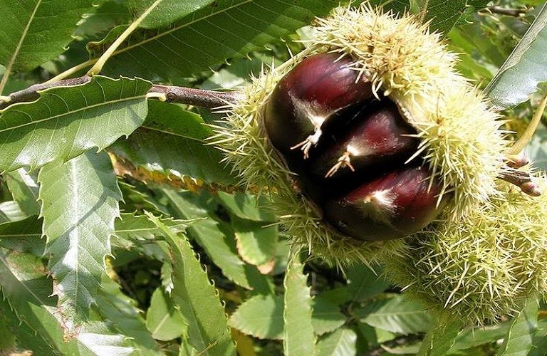 H σφήκα της καστανιάς πλήττει καλλιέργειες