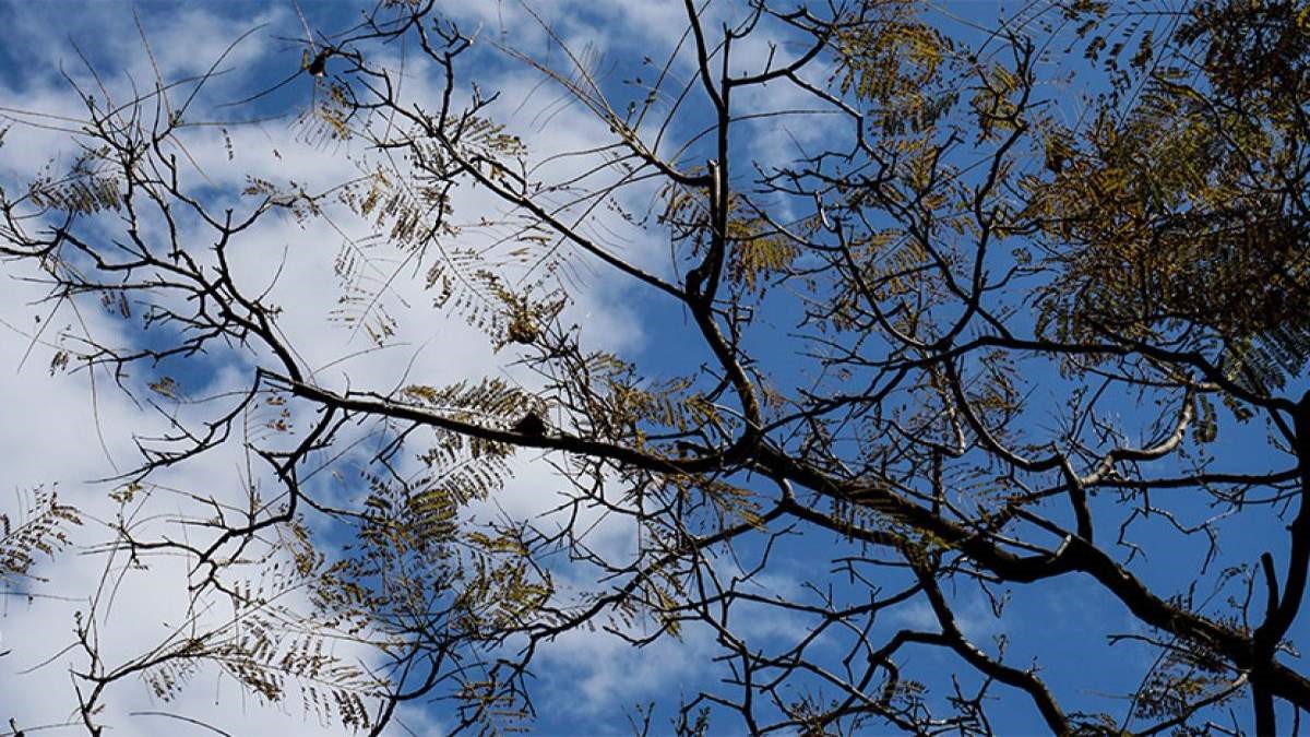 Σημαντική άνοδος της θερμοκρασίας έως την Πέμπτη 19/1